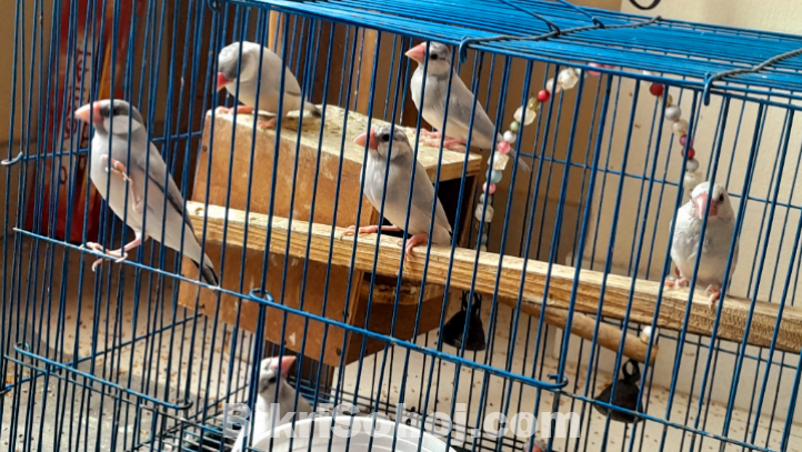 Java finch/ sparrow (full set / full family for sale)